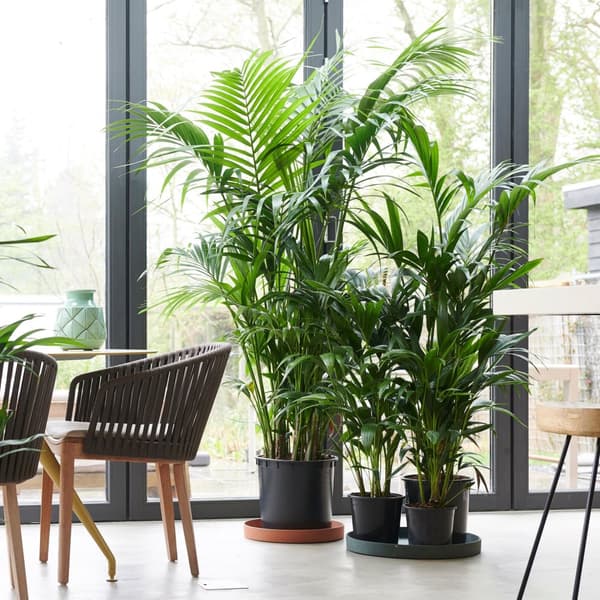 Förmakspalm - Howea forsteriana - Höjd 130-140cm - ⌀21cm