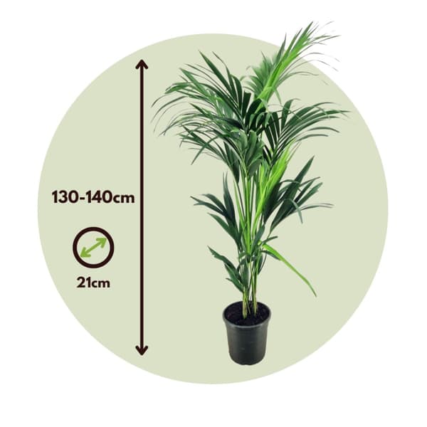 Förmakspalm - Howea forsteriana - Höjd 130-140cm - ⌀21cm