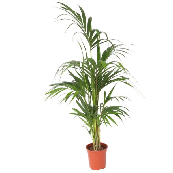 Förmakspalm - Howea forsteriana - Höjd 130-140cm - ⌀21cm