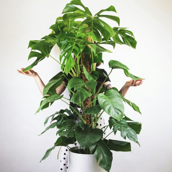Hålväxt - Monstera deliciosa - Höjd 120-130cm - ⌀24cm