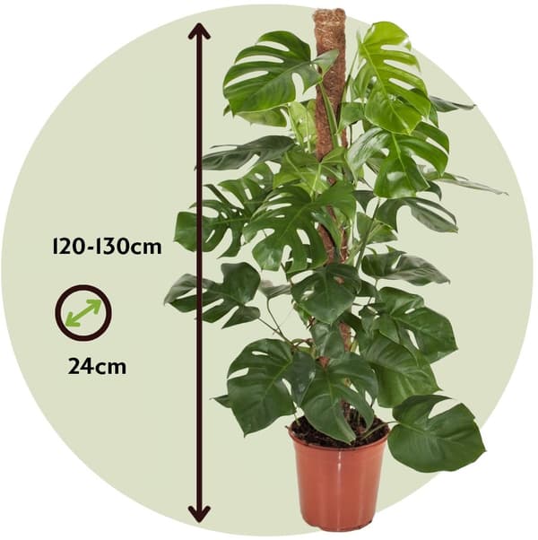 Hålväxt - Monstera deliciosa - Höjd 120-130cm - ⌀24cm