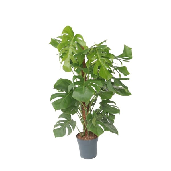 Hålväxt - Monstera deliciosa - Höjd 120-130cm - ⌀24cm