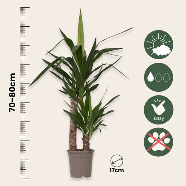 Jättepalmlilja - Yucca elephantipes - Höjd 70-80cm - ⌀17cm