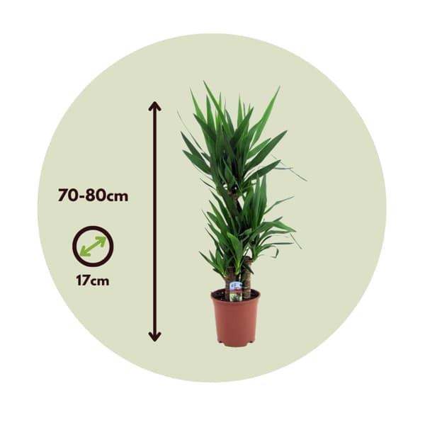 Jättepalmlilja - Set om 2 - Yucca elephantipes - Höjd 70-80cm - ⌀17cm