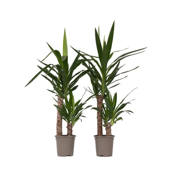 Jättepalmlilja - Set om 2 - Yucca elephantipes - Höjd 70-80cm - ⌀17cm