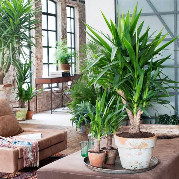 Elefantfod - Sæt med 3 - Yucca elephantipes - Højde 50-60cm - ⌀14cm