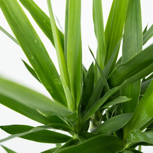 Elefantfod - Sæt med 3 - Yucca elephantipes - Højde 50-60cm - ⌀14cm