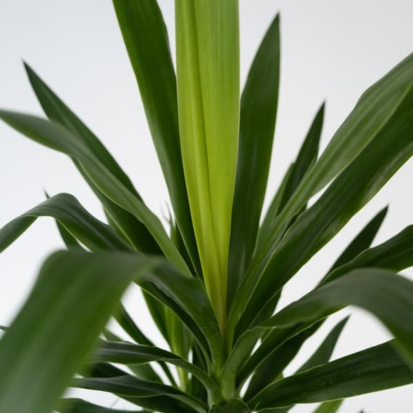Elefantfod - Sæt med 3 - Yucca elephantipes - Højde 50-60cm - ⌀14cm