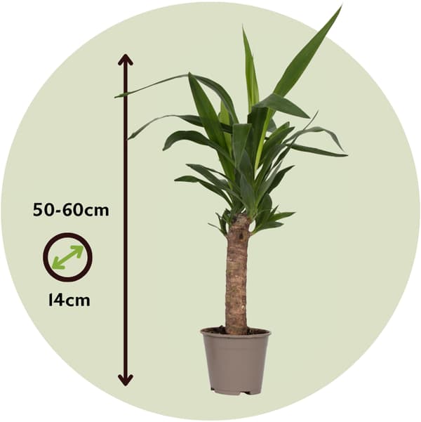 Elefantfod - Sæt med 3 - Yucca elephantipes - Højde 50-60cm - ⌀14cm