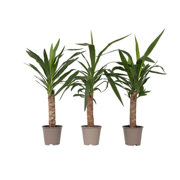 Elefantfod - Sæt med 3 - Yucca elephantipes - Højde 50-60cm - ⌀14cm
