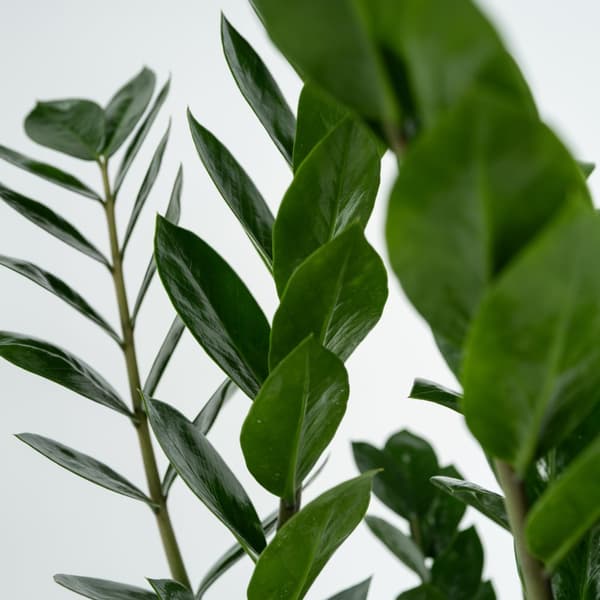 Lykkebregne - Zamioculcas Emerald - Højde 70-80cm - ⌀21cm