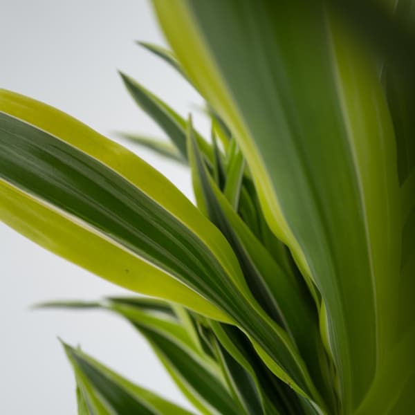 Banddracena - Dracaena deremensis 'Lemon Lime' - Höjd 60-70cm - ⌀17cm