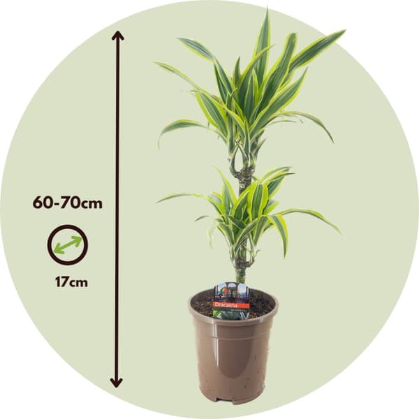 Banddracena - Dracaena deremensis 'Lemon Lime' - Höjd 60-70cm - ⌀17cm