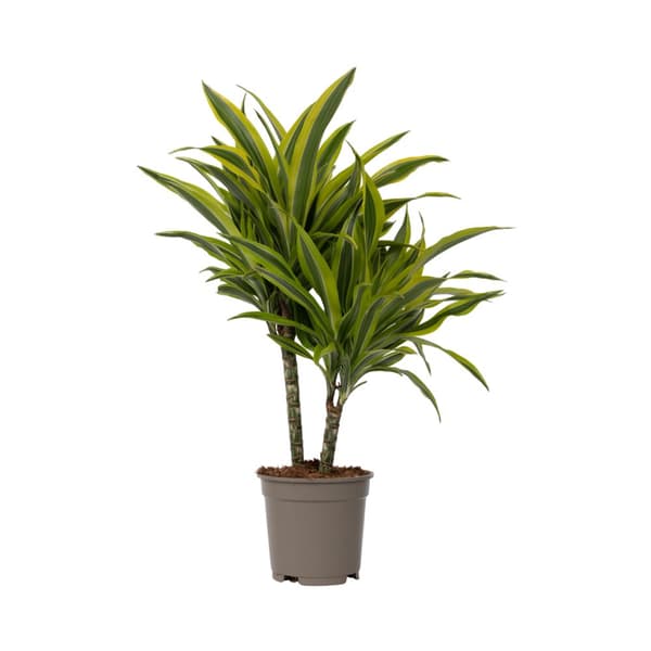 Banddracena - Dracaena deremensis 'Lemon Lime' - Höjd 60-70cm - ⌀17cm