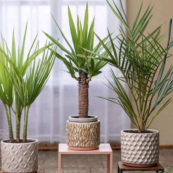 Blanding af 6 palmer - Stueplanter - Phoenix Yucca Washingtonia - Højde 50-70 cm