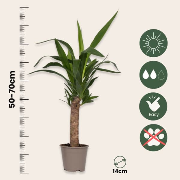 Blanding af 6 palmer - Stueplanter - Phoenix Yucca Washingtonia - Højde 50-70 cm