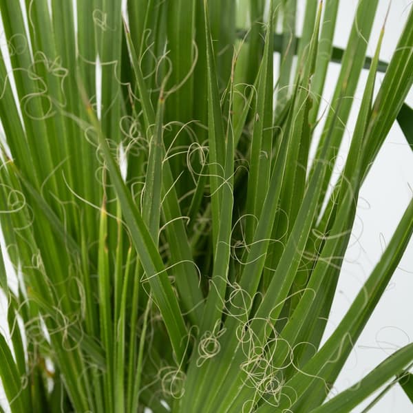Inomhus palmblandning - mix av 3 - Washingtonia - Yucca - Phoenix - Höjd 50-70cm
