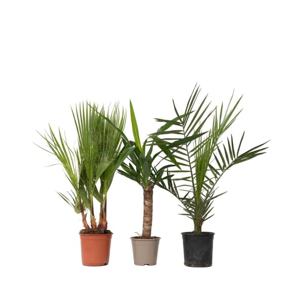Inomhus palmblandning - mix av 3 - Washingtonia - Yucca - Phoenix - Höjd 50-70cm