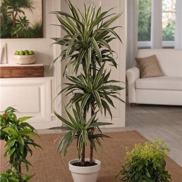 Banddracena - Dracaena Deremensis 'Warneckei' - Höjd 60-70cm - ⌀17cm