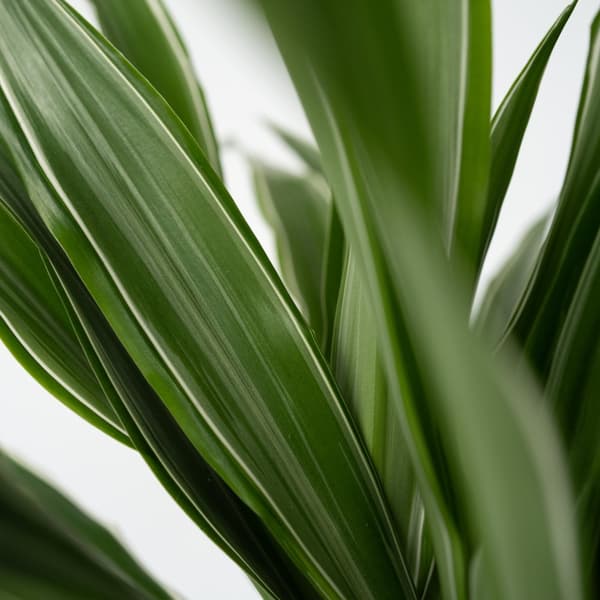 Banddracena - Set om 2 - Dracaena Deremensis 'Warneckei' - Höjd 60-70cm - ⌀17cm