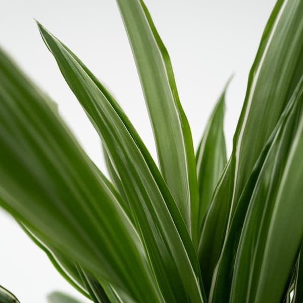 Banddracena - Set om 2 - Dracaena Deremensis 'Warneckei' - Höjd 60-70cm - ⌀17cm