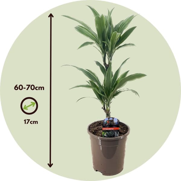 Banddracena - Set om 2 - Dracaena Deremensis 'Warneckei' - Höjd 60-70cm - ⌀17cm