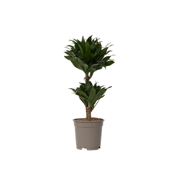 Drageplante - Dracaena surculosa - Højde 50-65cm - ⌀17cm