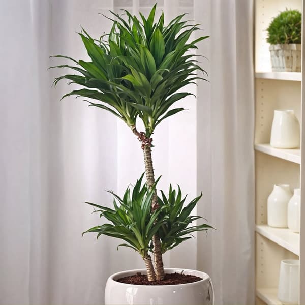 Banddracena - Set om 2 - Dracaena surculosa - Höjd 50-65cm - ⌀17cm