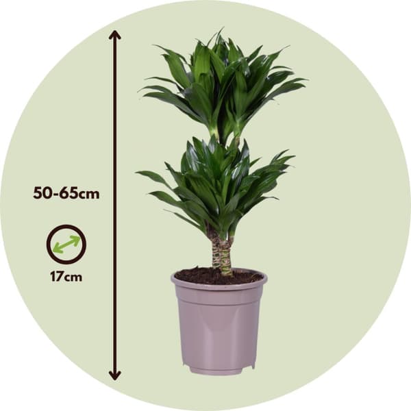 Banddracena - Set om 2 - Dracaena surculosa - Höjd 50-65cm - ⌀17cm