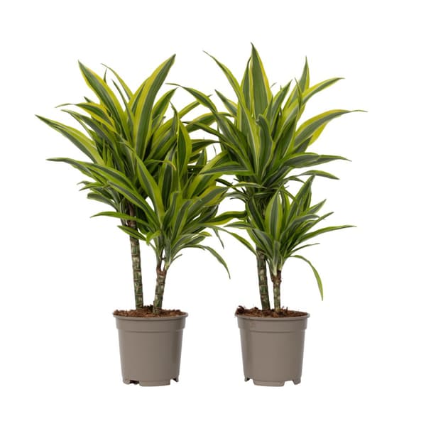 Drageplante - Sæt 2 - Dracaena deremensis 'Lemon Lime' - Højde 60-70cm - ⌀17cm