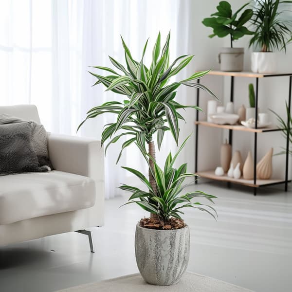 Drageplante - Dracaena deremensis 'White Stripe' - Højde 60-70cm - ⌀17cm
