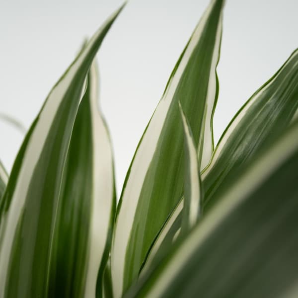 Drageplante - Dracaena deremensis 'White Stripe' - Højde 60-70cm - ⌀17cm