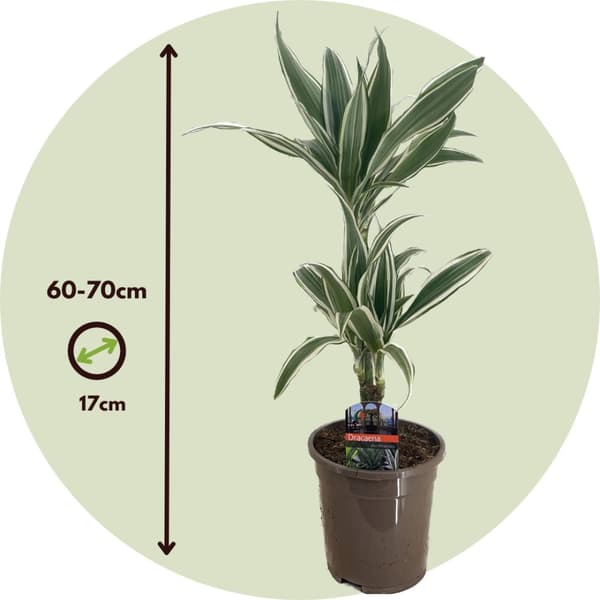 Drageplante - Dracaena deremensis 'White Stripe' - Højde 60-70cm - ⌀17cm