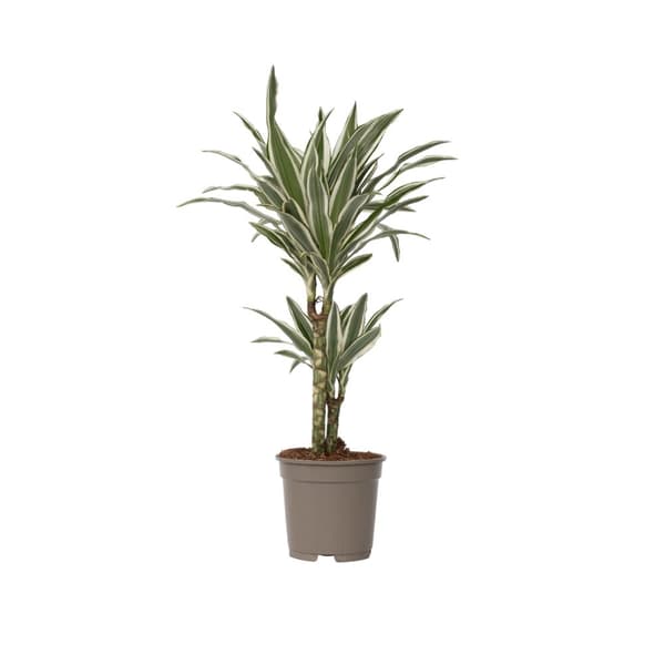 Drageplante - Dracaena deremensis 'White Stripe' - Højde 60-70cm - ⌀17cm