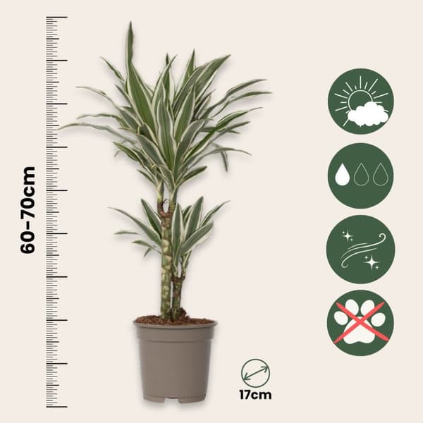 Banddracena - Set om 2 - Dracaena 'White Stripe' - Höjd 60-70cm - ⌀17cm