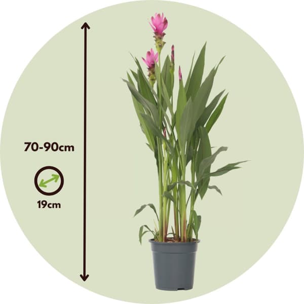 Thailandsk juvel - Sæt med 2 - Curcuma 'Siam Supreme' - Højde 70-90cm - ⌀19cm