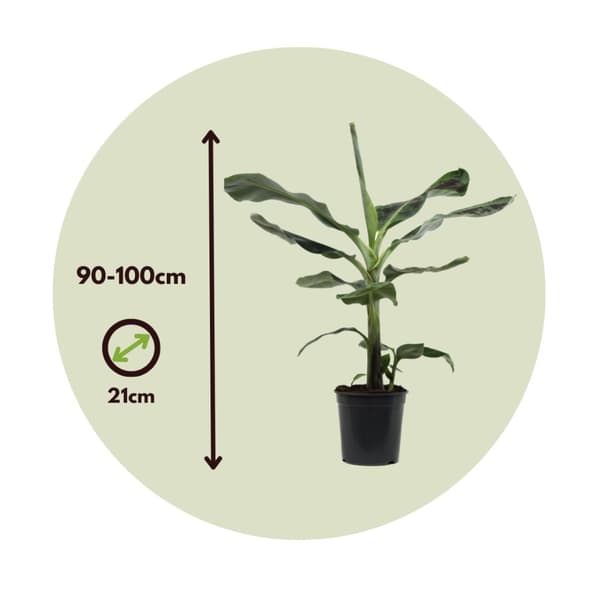 Bananväxt - Set om 2 - Musa 'Dwarf Cavendish' - Höjd 90-100cm - ⌀21cm