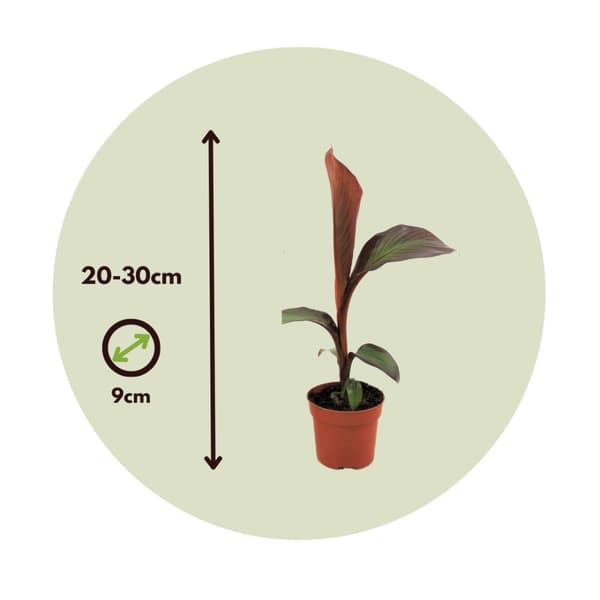 Falsk banan - Sæt med 4 - Ensete ventricosum 'Maurelli' - Højde 20-30cm - ⌀9cm