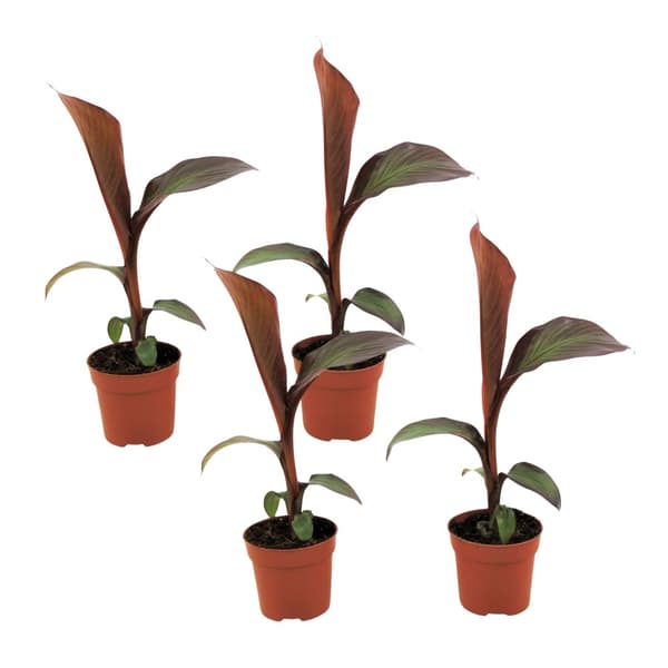 Falsk banan - Sæt med 4 - Ensete ventricosum 'Maurelli' - Højde 20-30cm - ⌀9cm