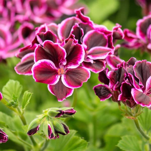 Pelargonie - Sæt med 6 - Pelargonium - Højde 15-25cm - ⌀11cm