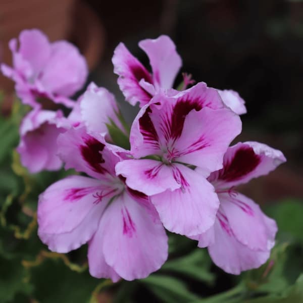 Pelargonie - Sæt med 6 - Pelargonium - Højde 15-25cm - ⌀11cm