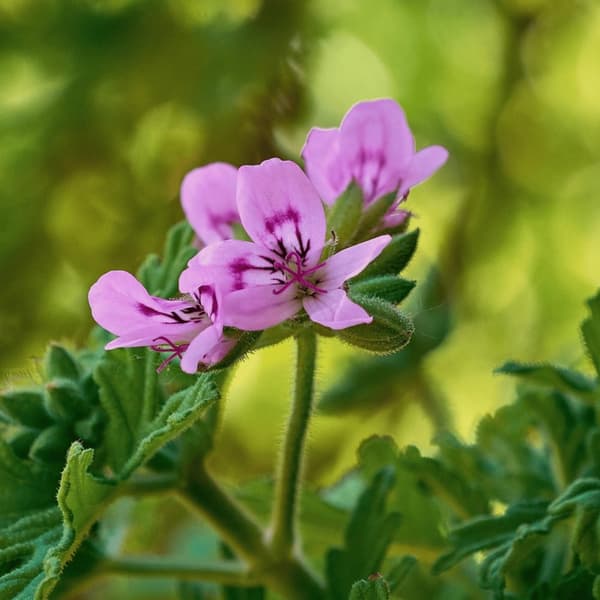 Geranium - Set om 6 - Pelargonium - Höjd 15-25cm - ⌀10,5cm