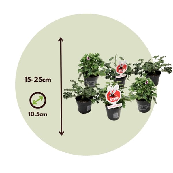 Pelargonie - Sæt med 6 - Pelargonium - Højde 15-25cm - ⌀11cm