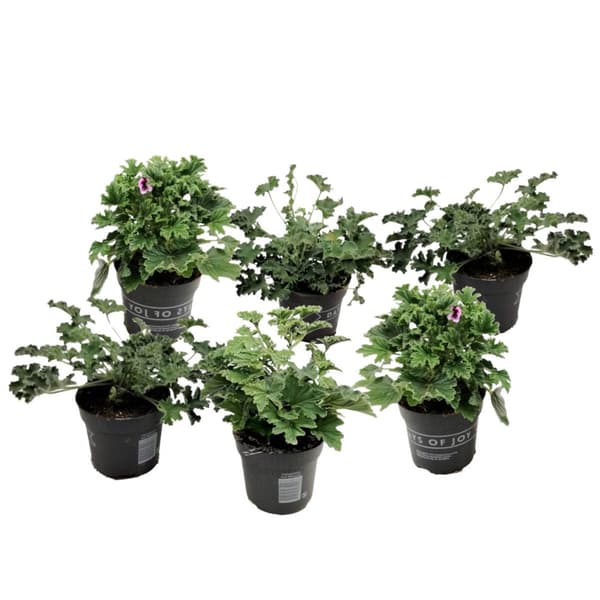 Pelargonie - Sæt med 6 - Pelargonium - Højde 15-25cm - ⌀11cm