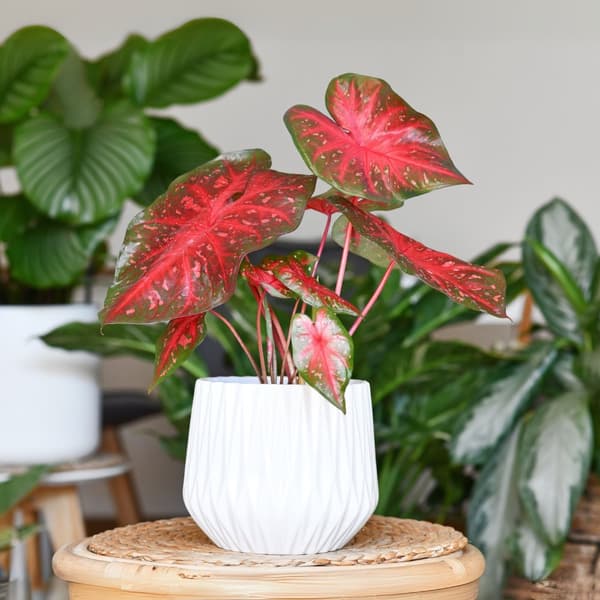 Kaladium - Caladium 'Postman Joyner' - Höjd 25-40cm - ⌀12cm