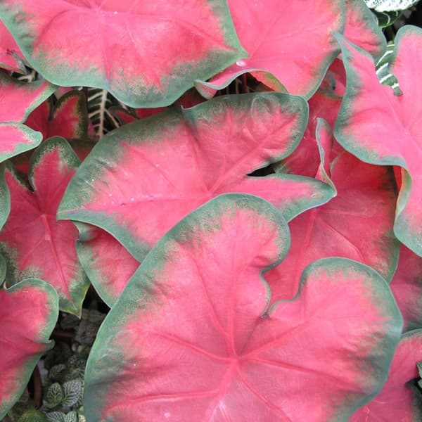 Kaladium - Caladium 'Postman Joyner' - Höjd 25-40cm - ⌀12cm