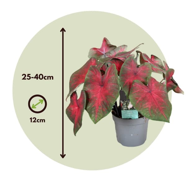 Kaladium - Caladium 'Postman Joyner' - Höjd 25-40cm - ⌀12cm