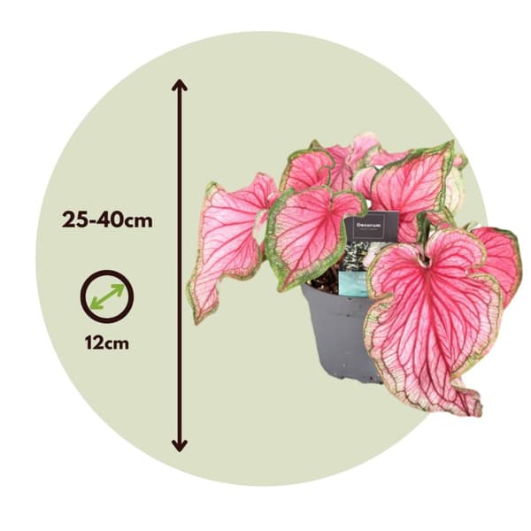 Elefantøre - Sæt med 2 - Caladium 'Sweetheart' - Højde 25-40cm - ⌀12cm