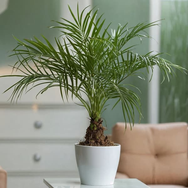 Dvärg dadelpalm - Phoenix roebelenii - Höjd 80-90cm - ⌀21cm