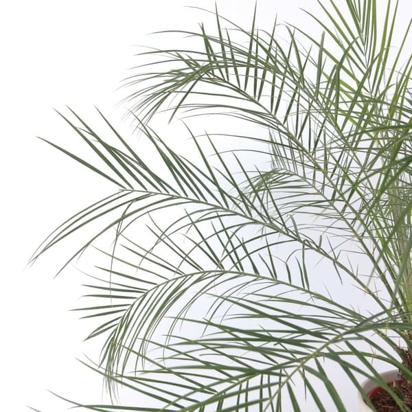 Dvärg dadelpalm - Phoenix roebelenii - Höjd 80-90cm - ⌀21cm